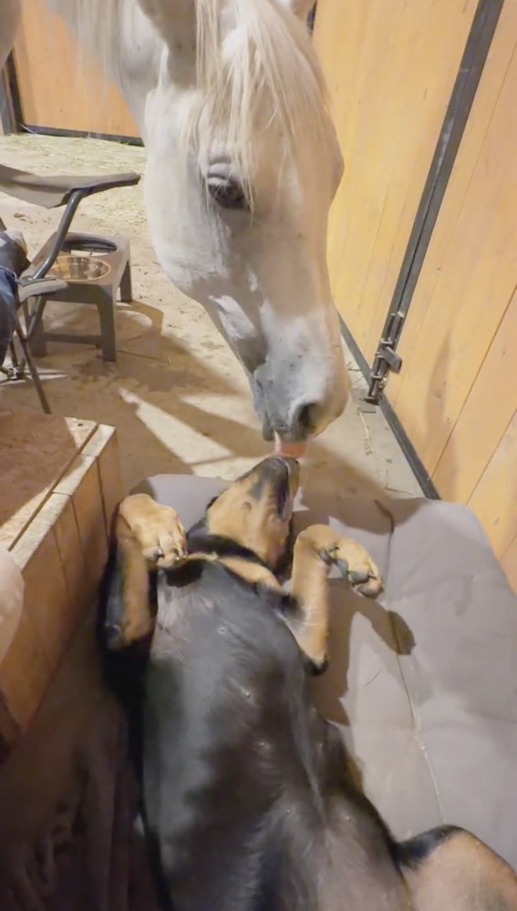お腹を見せる犬に触れる馬