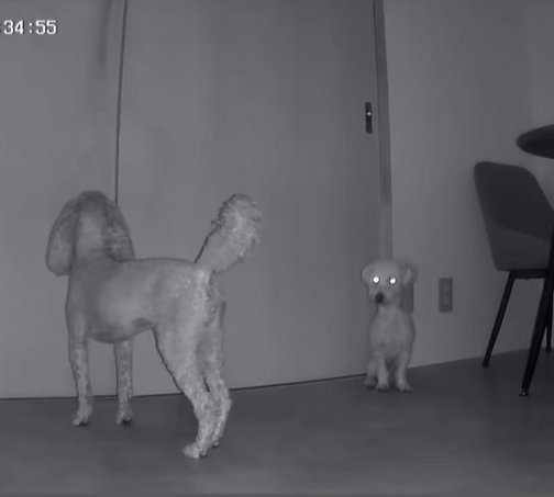 留守番する小型犬2匹