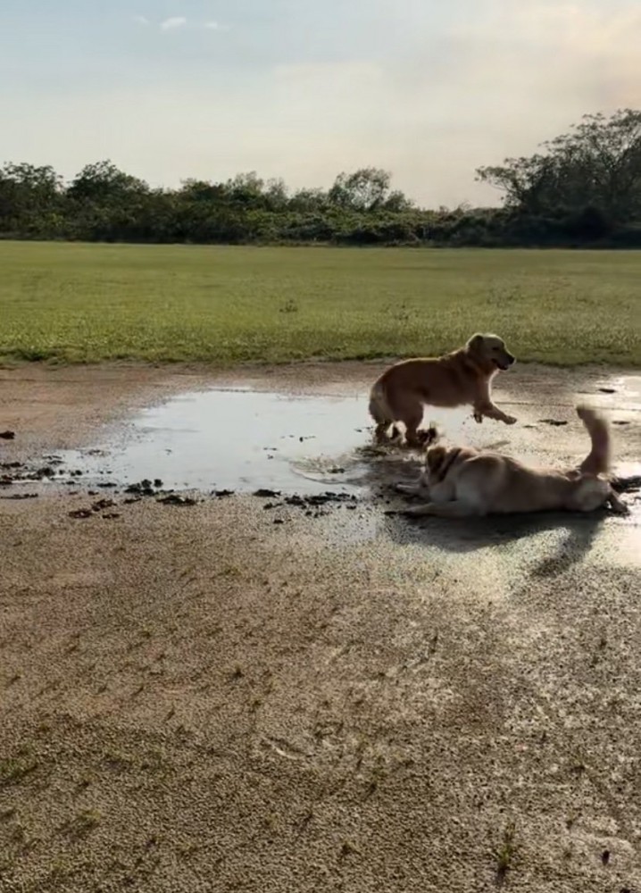 泥に飛び込んでいく大型犬
