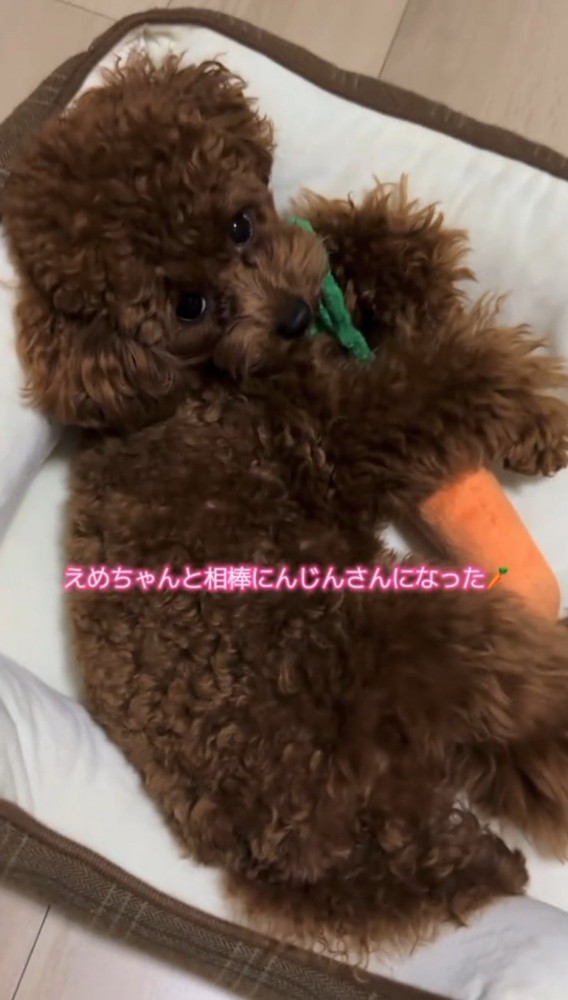 ぬいぐるみを抱きしめて飼い主を見上げる子犬