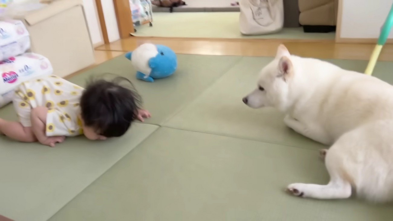 赤ちゃんが転んで大号泣！！