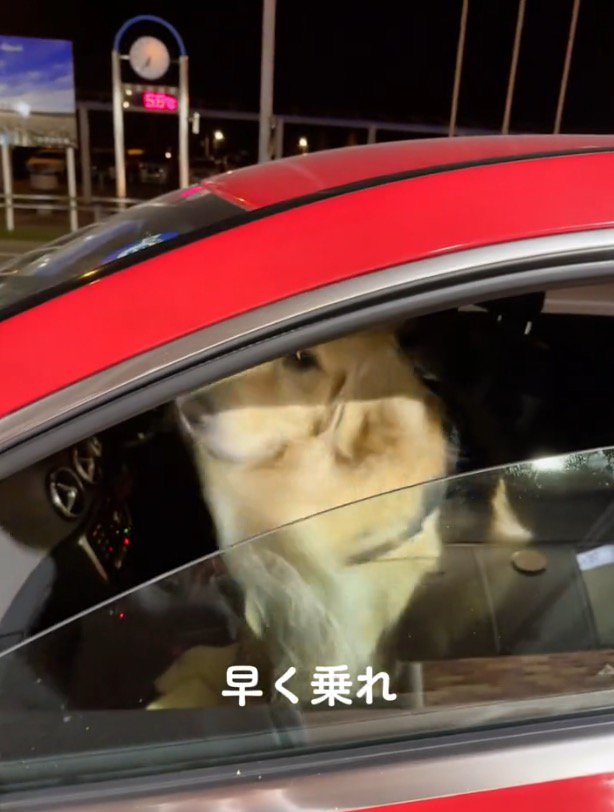 女性を見て一瞬顔を逸らす犬