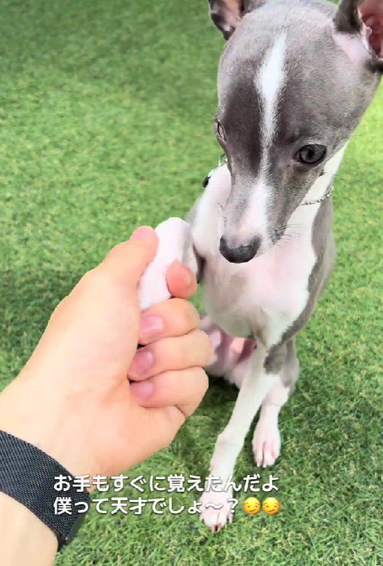 「おて」も得意だよ♪