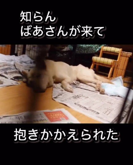 藤尾さんという方に保護されたそう