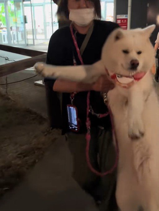 桜ちゃんを立たせて…