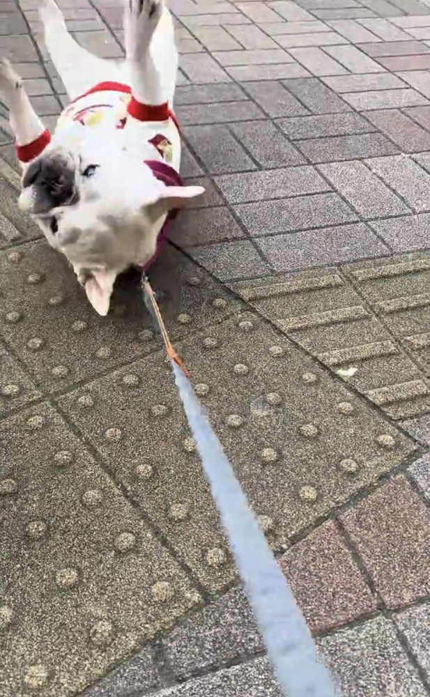 仰向けに転がる犬