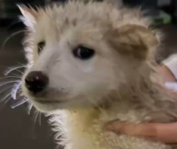 不安そうな表情でカメラを見つめる泥まみれの子犬