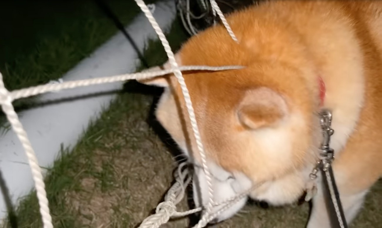体を後ろに動かす柴犬