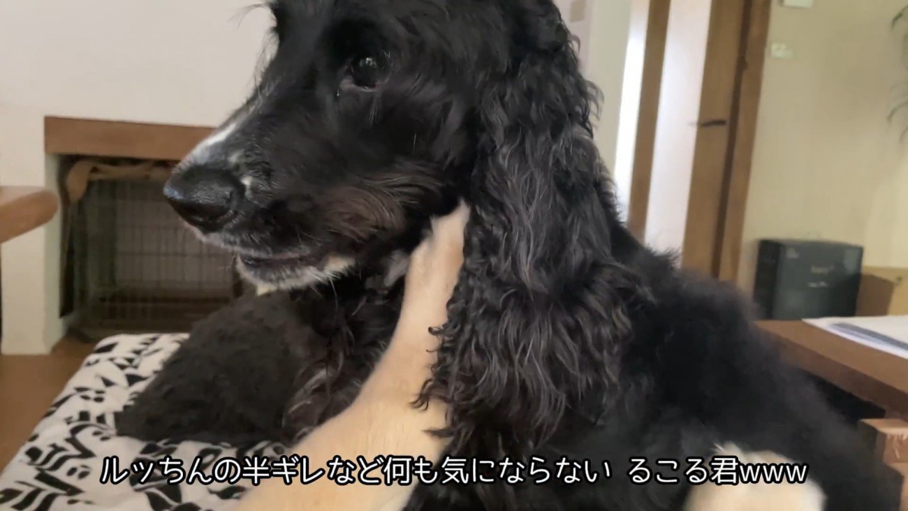 るこる君は全く動じず、お手々で抵抗