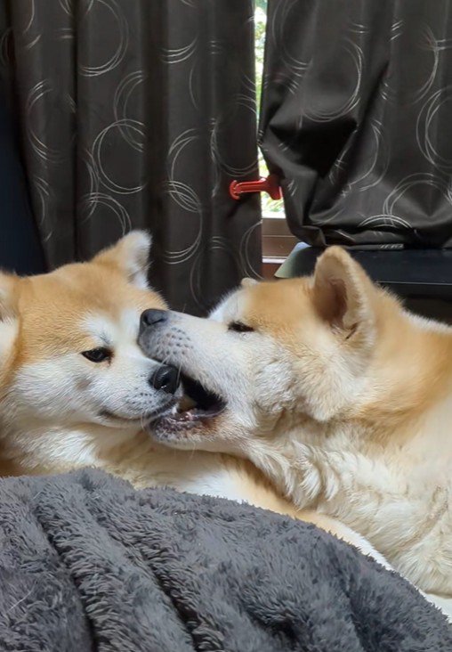 ひめちゃん＆まろ君2