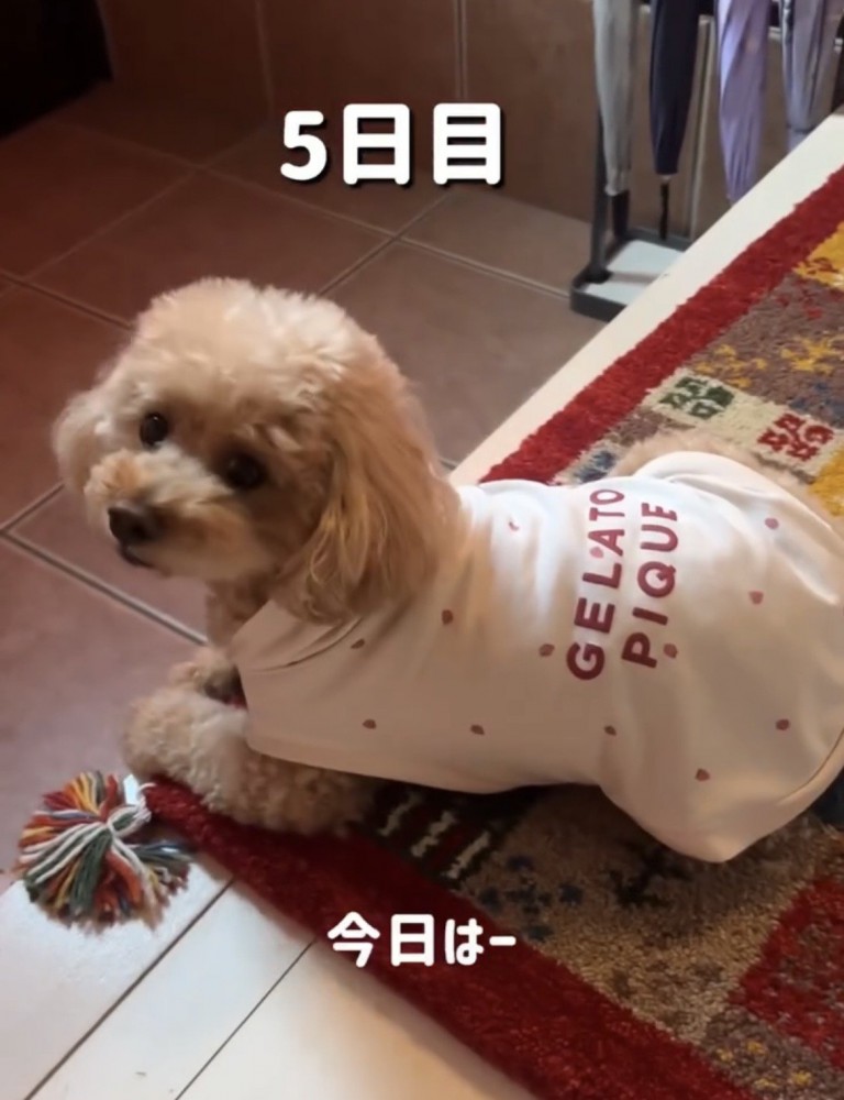 振り向く犬
