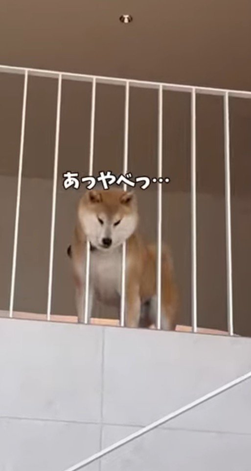 柵の間から頭を抜こうと後ずさる犬