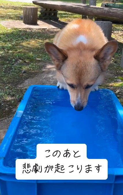 入水しようとするぷりんちゃん