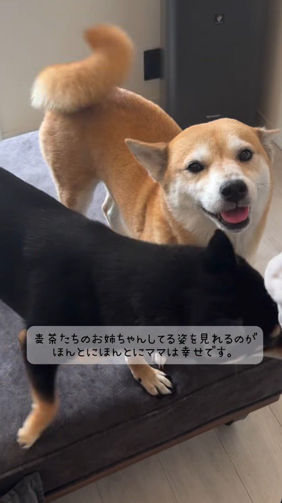 笑顔でカメラを見つめる茶色い犬