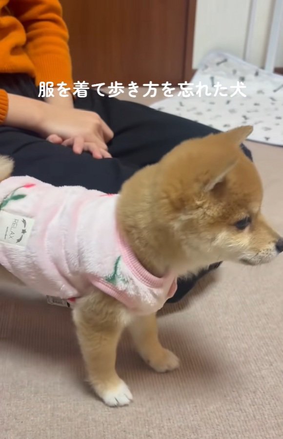 ふたたび固まる小雪ちゃん