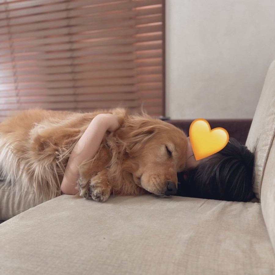 添い寝する犬