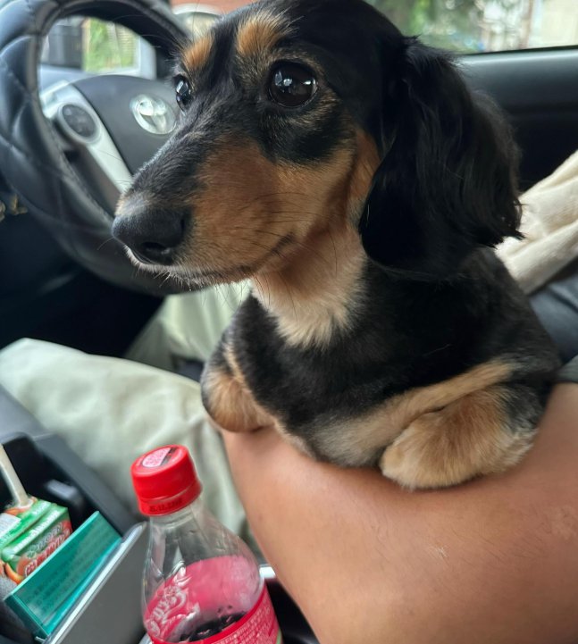 外を見る犬