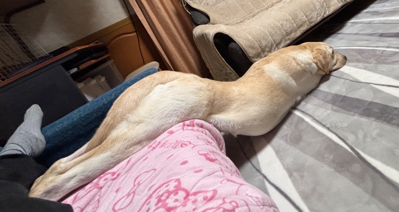 ソファから滑り落ちる犬3