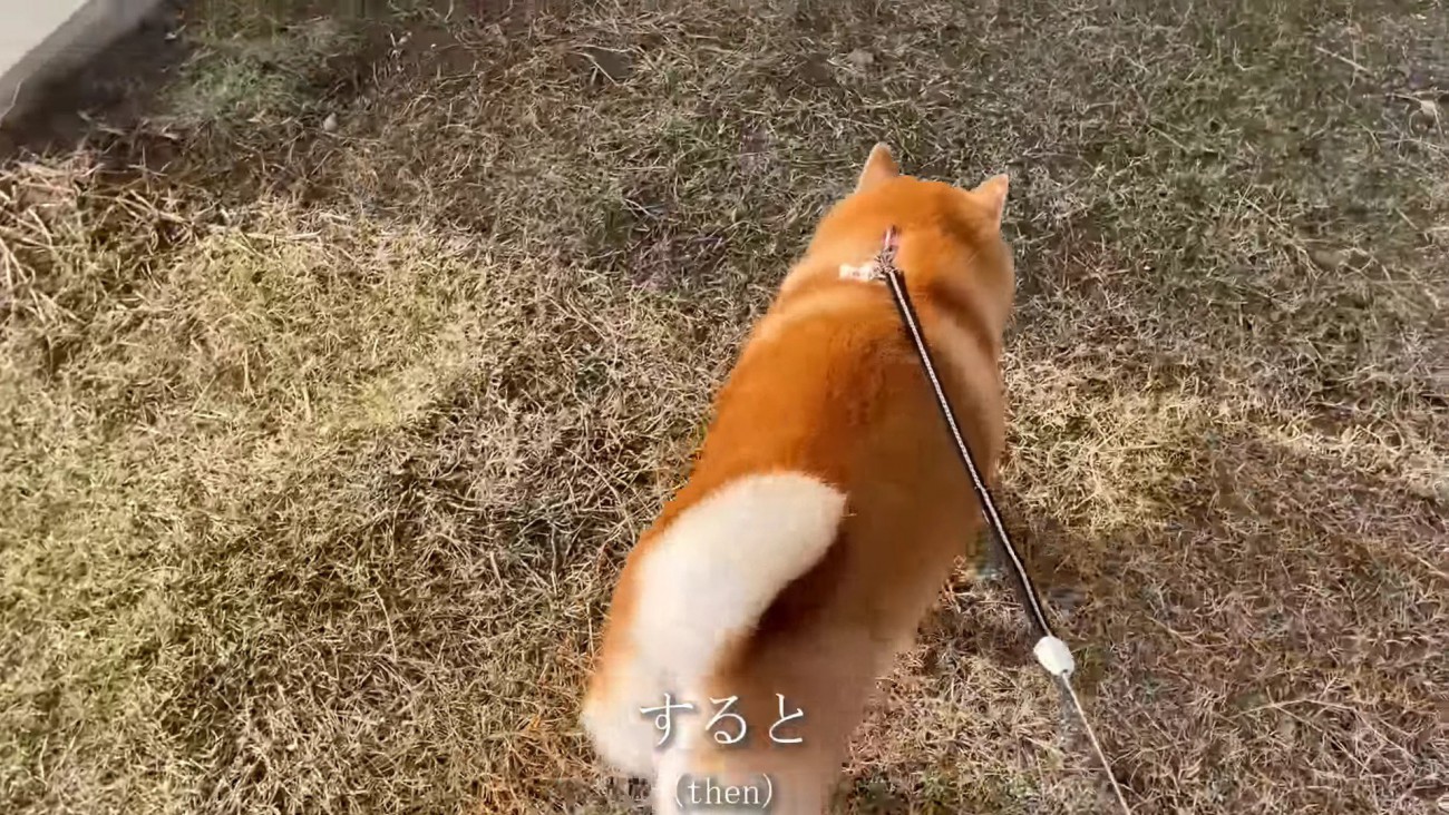 いつもの道を進むと…