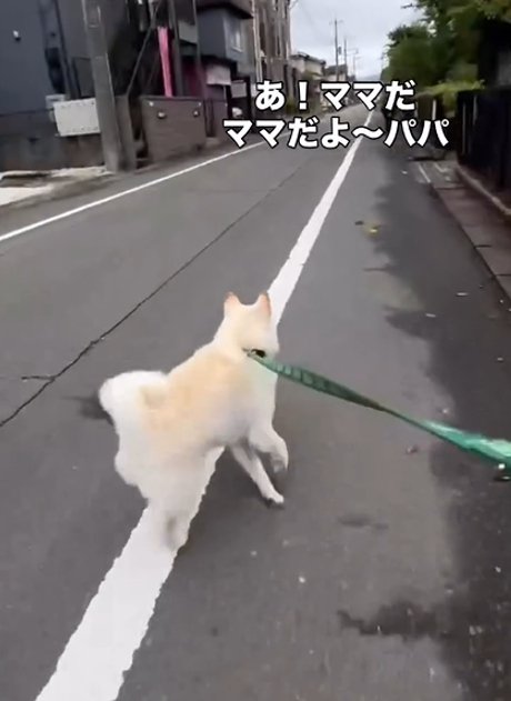 走る犬