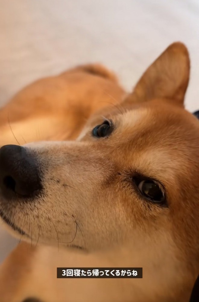 甘える柴犬