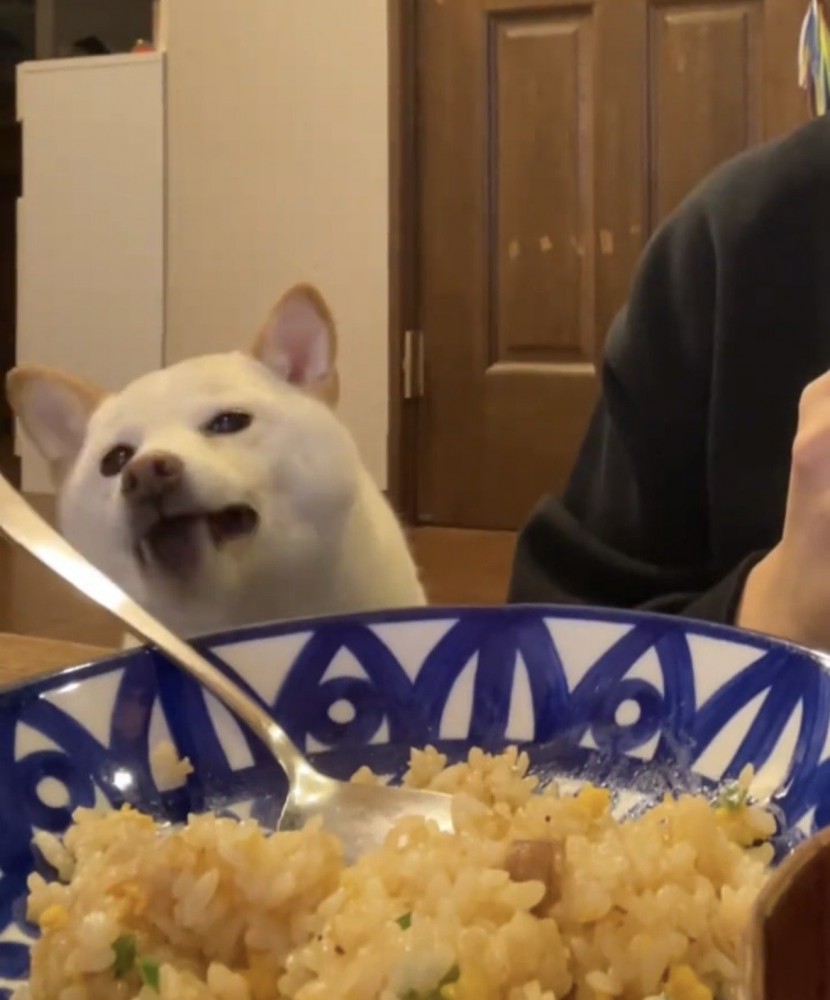 食卓を見つめる犬