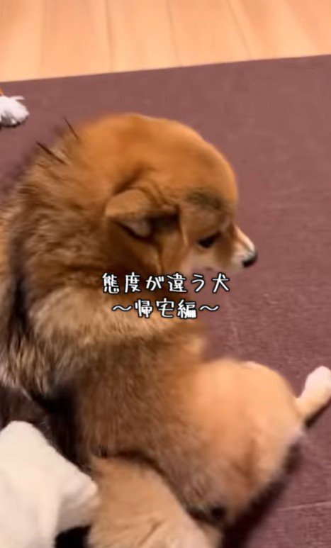 あずきちゃんの態度の違い8