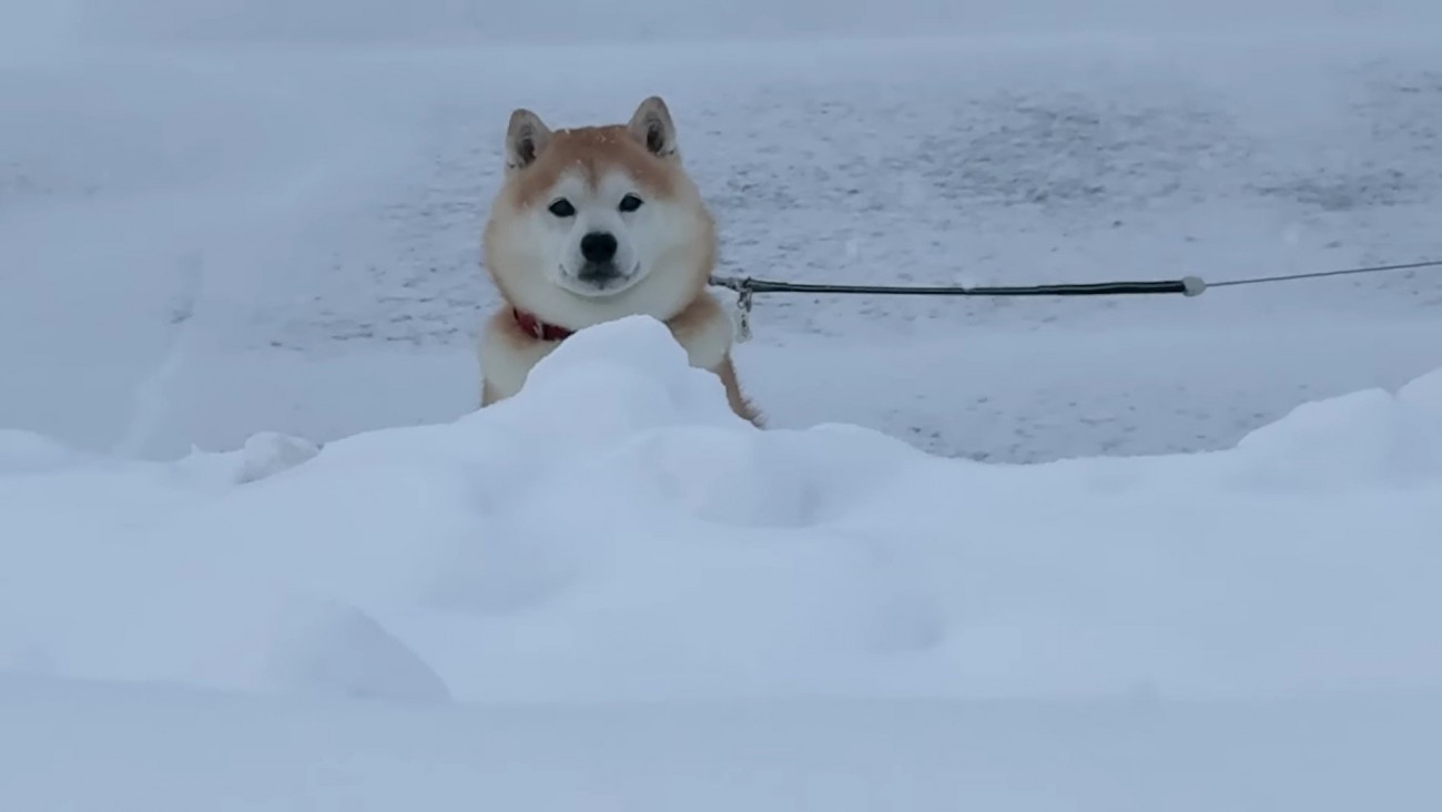 雪壁から顔を出すらんまるくん