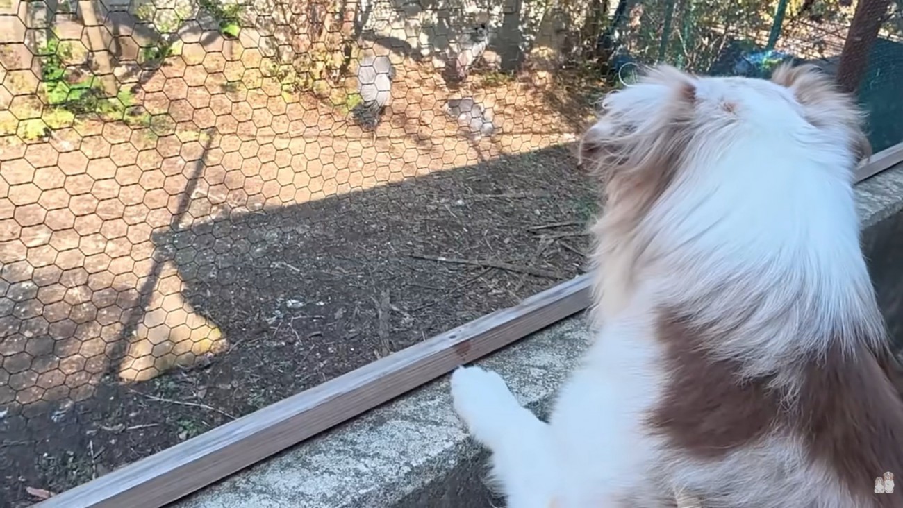 鳥を見つめるガルチェロくん