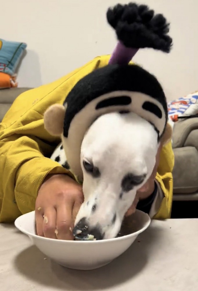 夢中で食べている犬