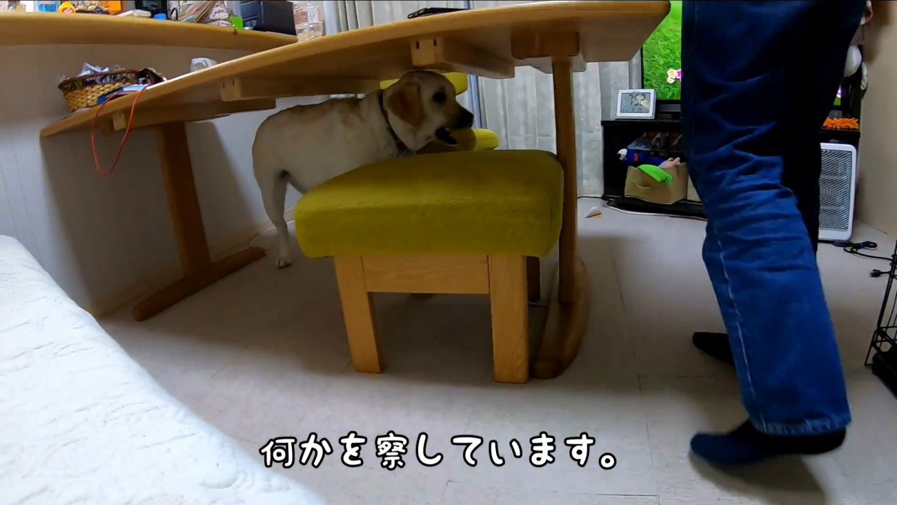 耳掃除を嫌がるきなこちゃん2