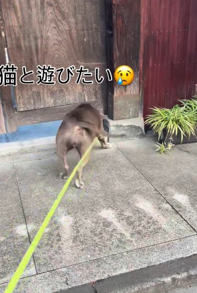 「一緒に遊ぼう！」