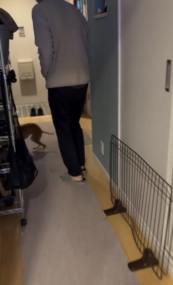 この後、パパは壁と「同化」