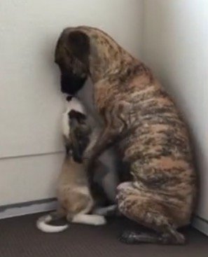 子犬に顔を近づける大型犬