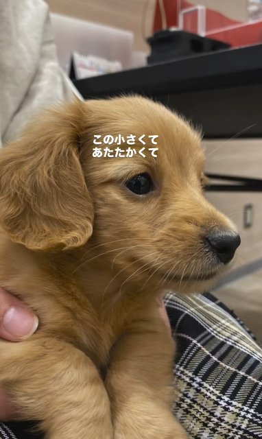 カニヘンダックスフンドのパピーの横顔