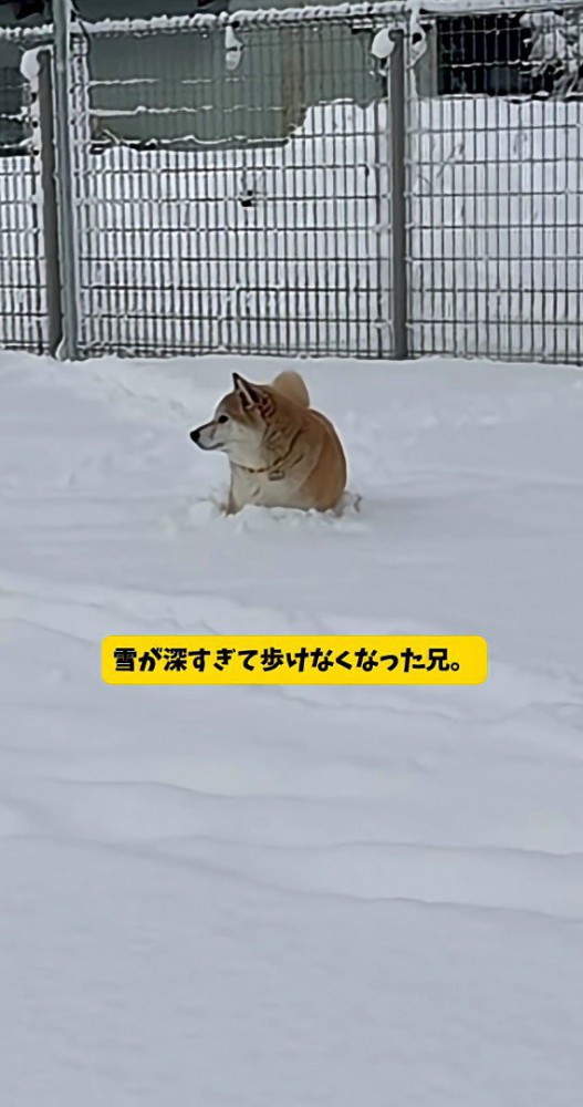 埋まってしまったおもちくん