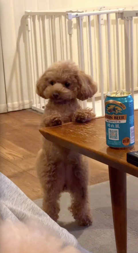 テーブルに前足をついて飼い主を見つめる犬