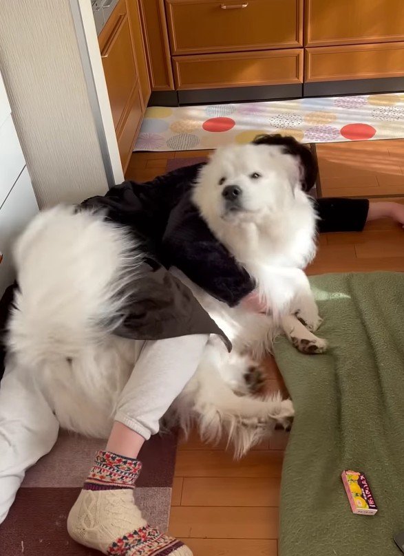 「え！？お散歩！？」