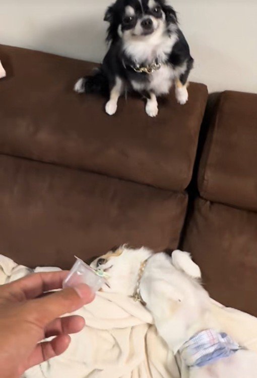 オレオちゃん＆マツちゃんの反応8