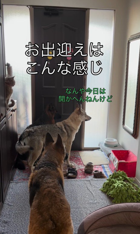 大型犬たちのお出迎え2
