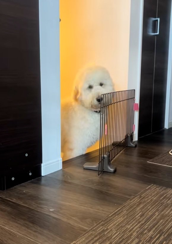 助けを求める栗丸くん