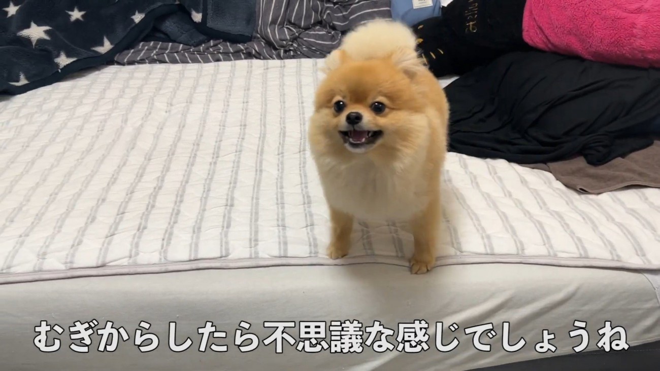 何かを訴えるむぎちゃん8