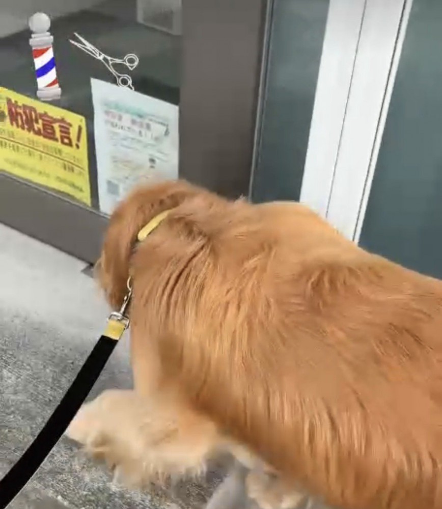 床屋の前を通る犬