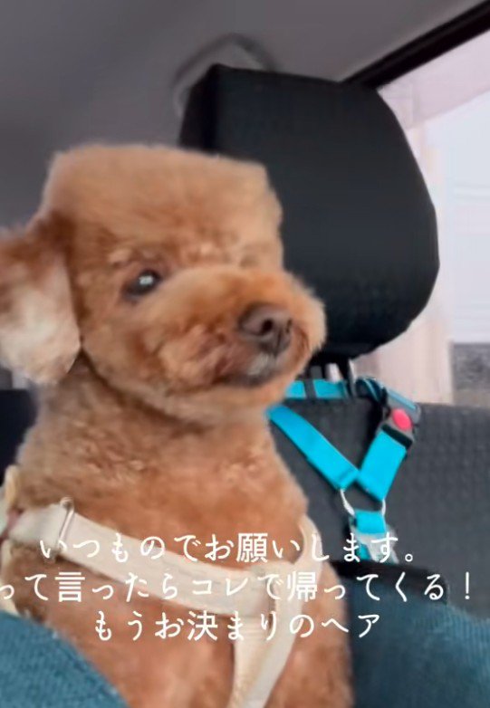 なにやら不思議なヘスタイル…？