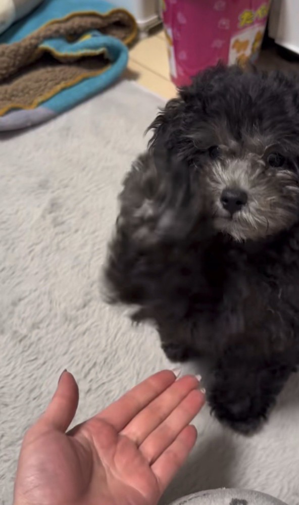 顔の横まで手を上げる犬