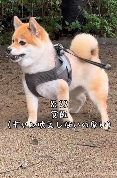 お散歩は大好き！！