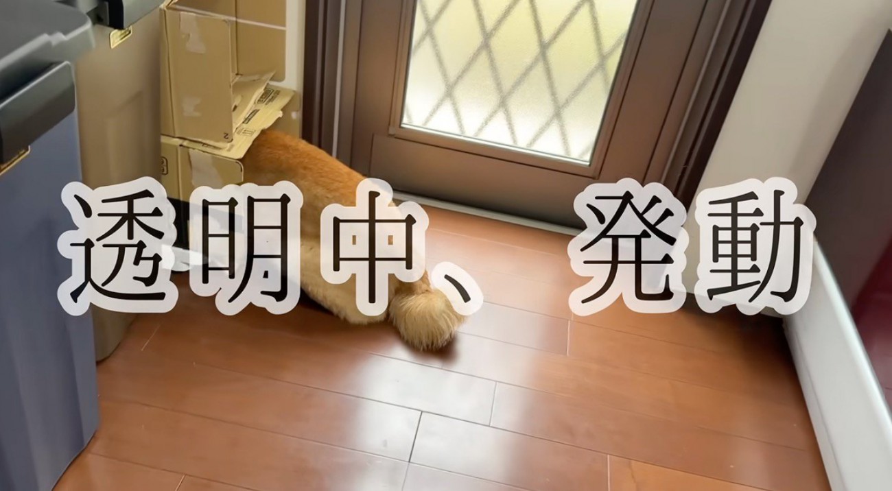 ダンボールの中に頭を入れる犬