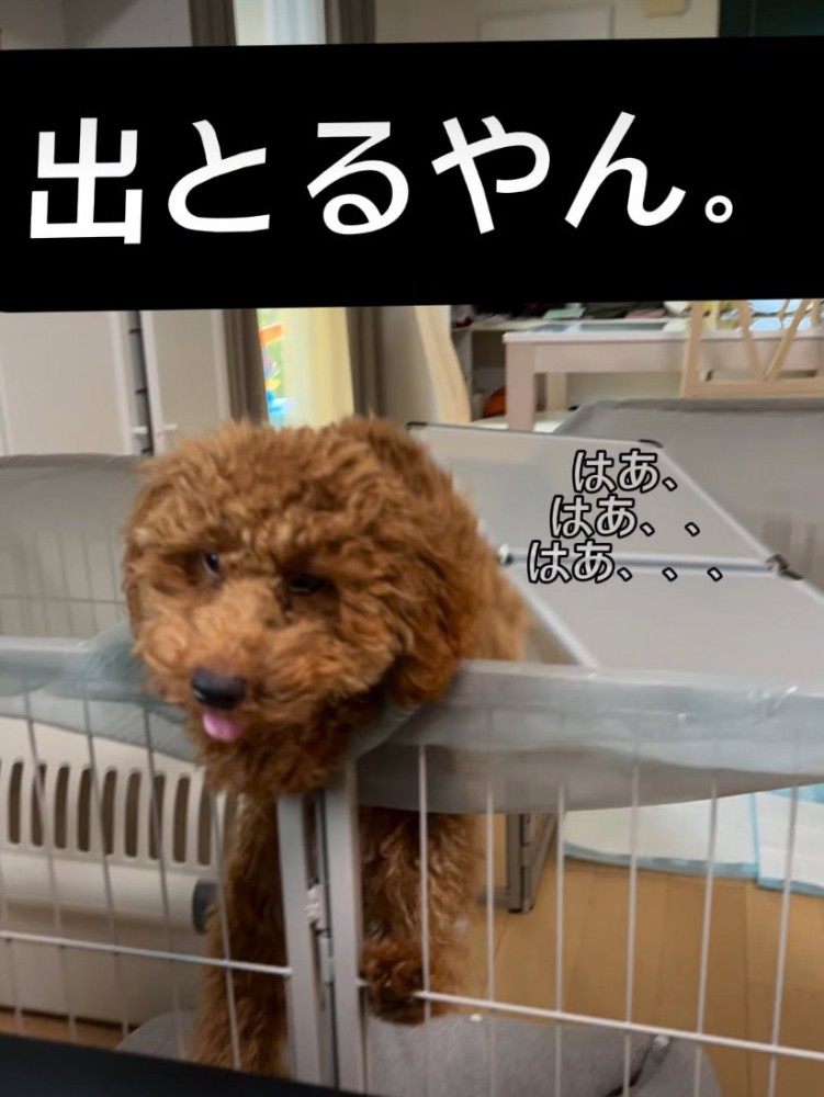 屋根から顔を突き出す犬