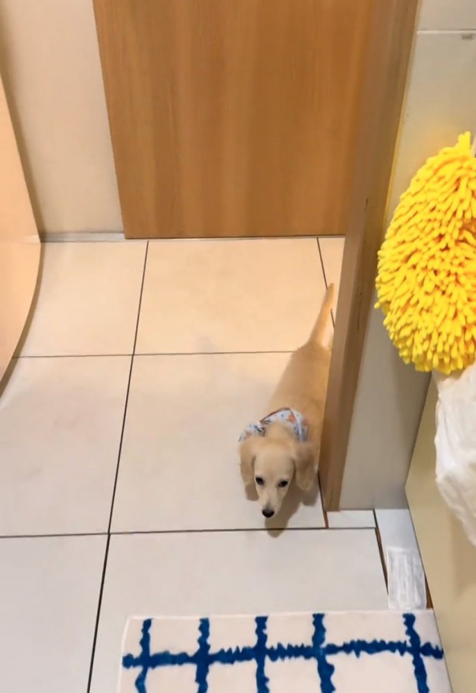 キッチンにやってくる子犬