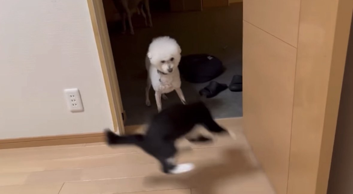 やんのかステップ3